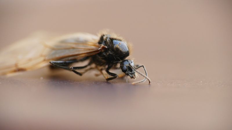 Ant control treatment for a property in Torrox Costa