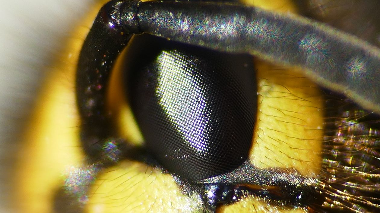 Extreme Close Up Of Wasp Eye With Compound Structure Free Stock Photo extreme-close-up-of-wasp-eye-with-compound-structure-free-stock-photo