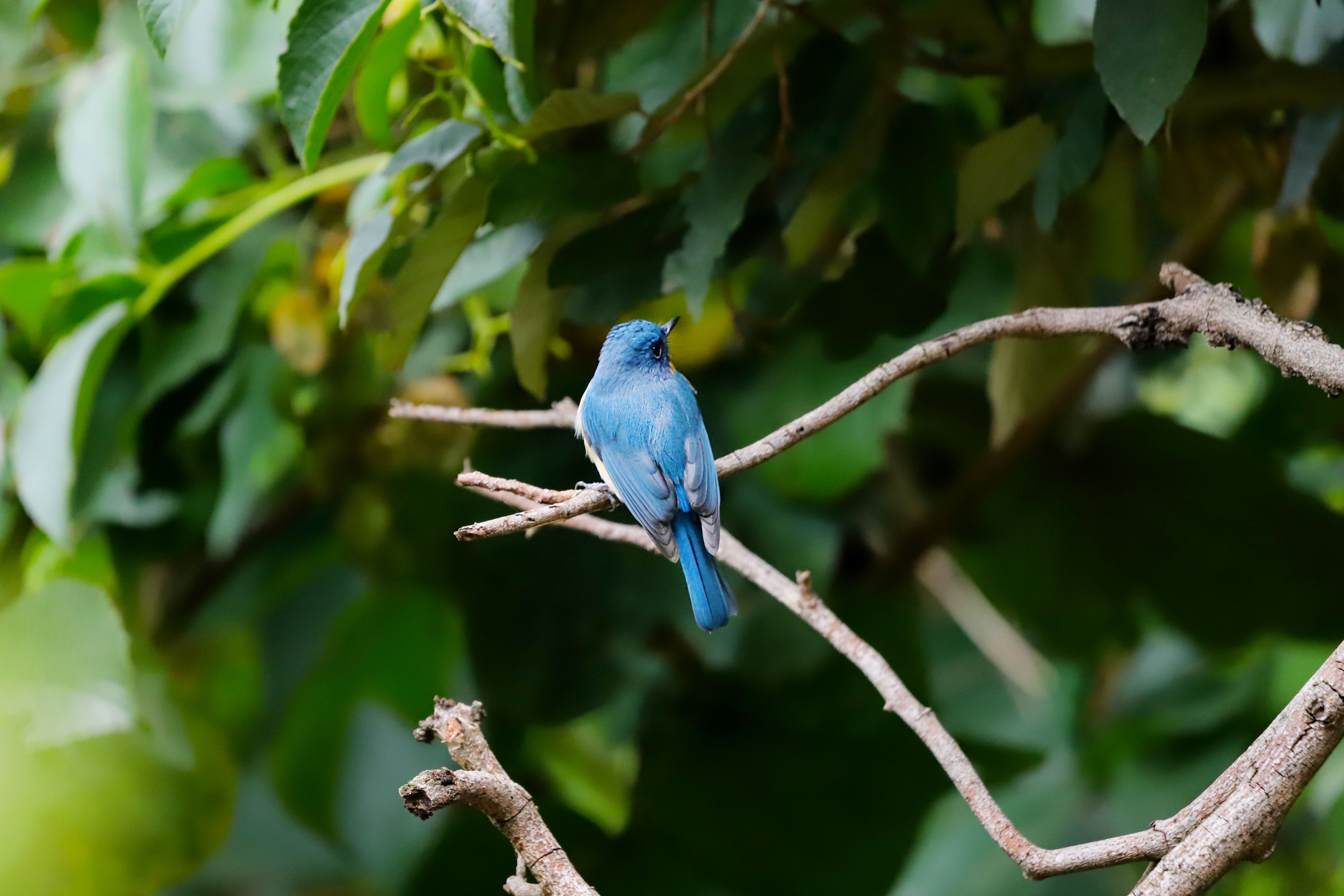 Bluebird perched on a branch in lush greenery · Free Stock Photo