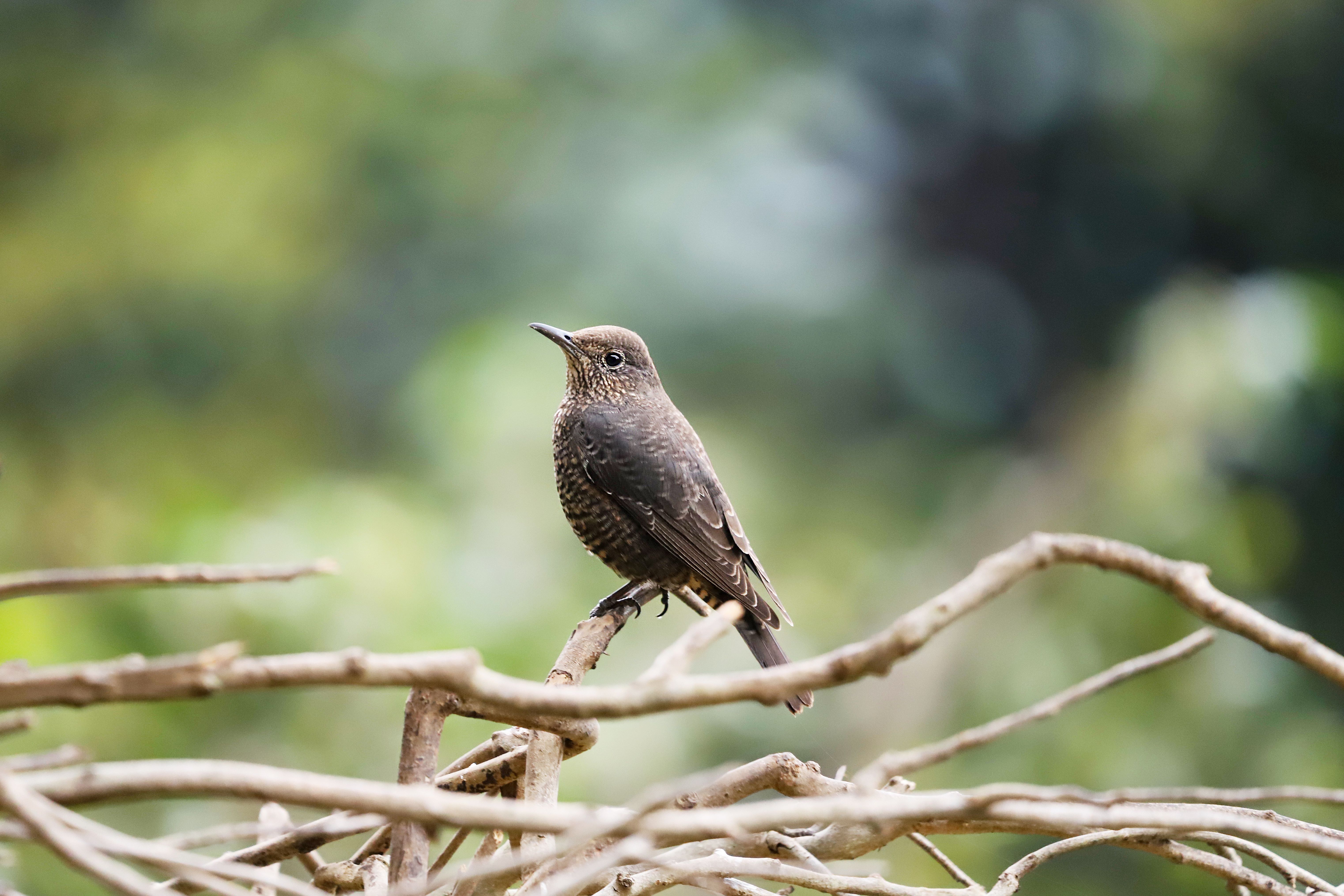 Wild bird perched on branch