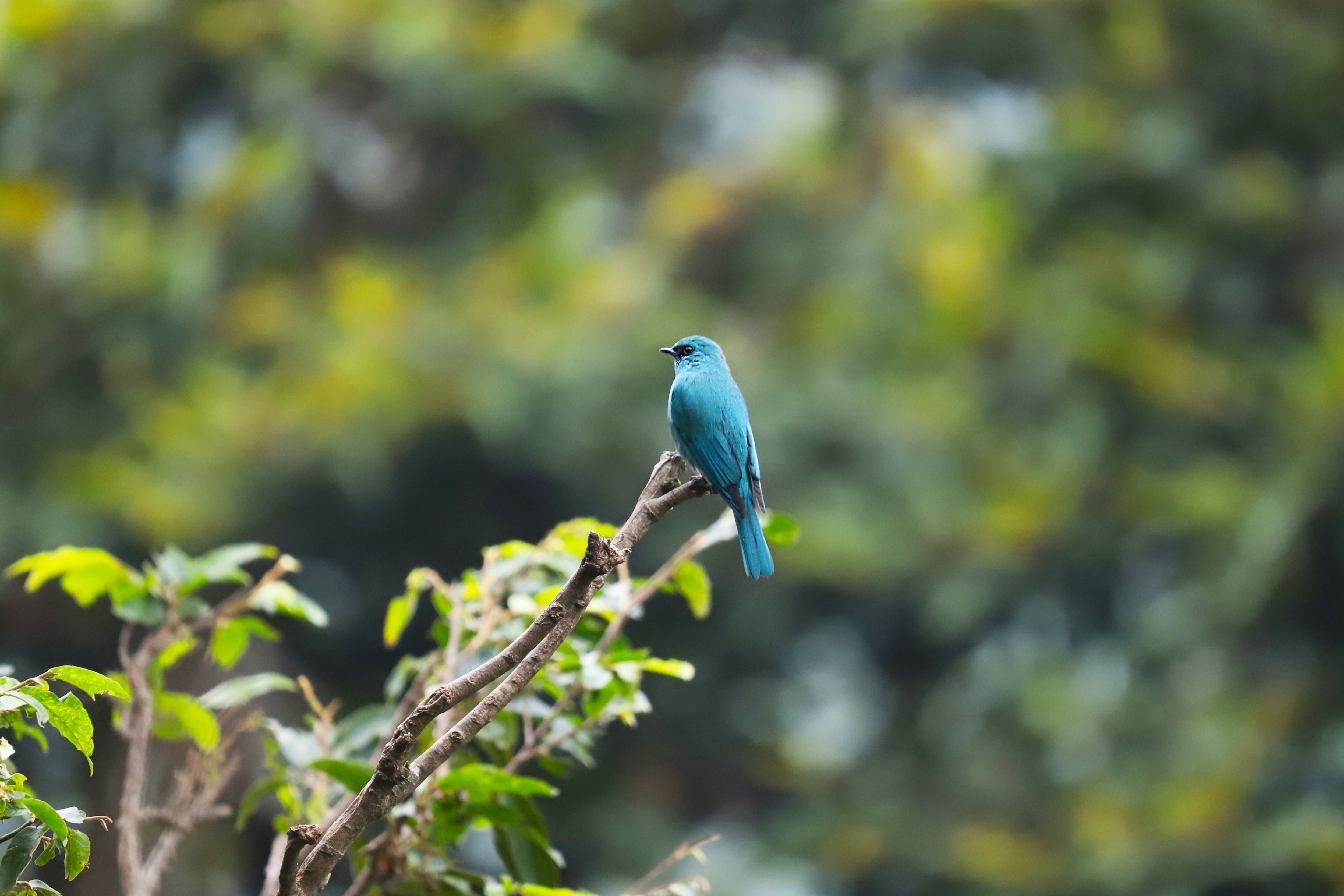 A vibrant blue bird sits gracefully on a branch amidst lush greenery.