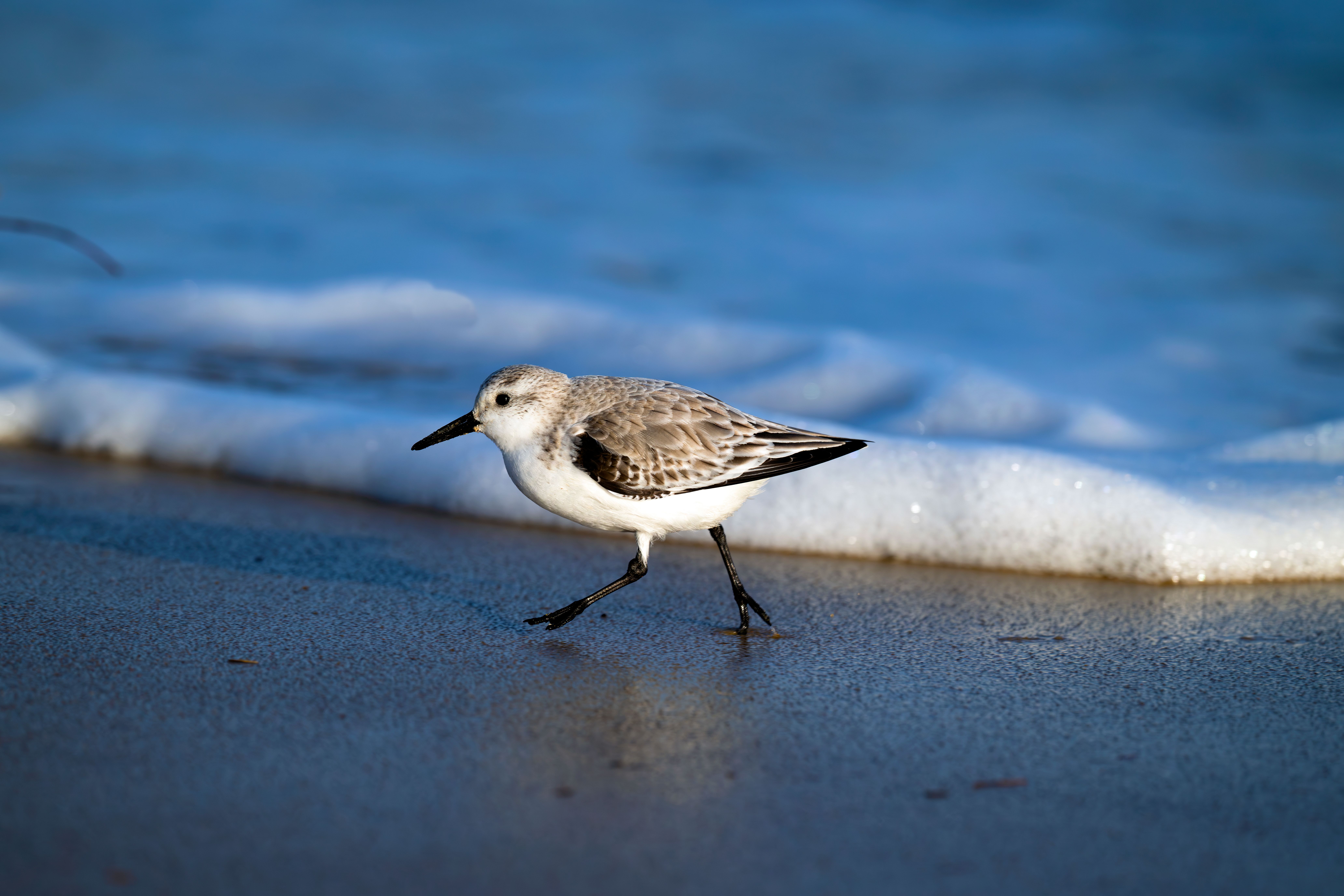 Sanderling Bird on Cuxhaven Beach Shoreline · Free Stock Photo