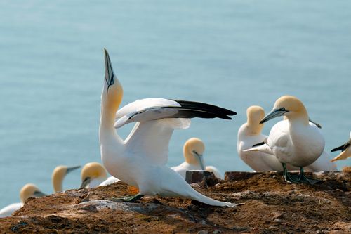 Free Northern gannets display courtship behavior atop a scenic coastal cliff, captured in daylight. Stock Photo