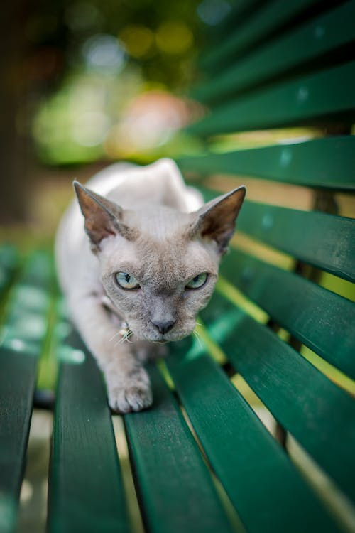 White and Gray Short Fur Cat on Green Wooden Bench