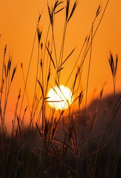 A picturesque sunrise with sun rays filtering through tall grass blades, casting warm tones.