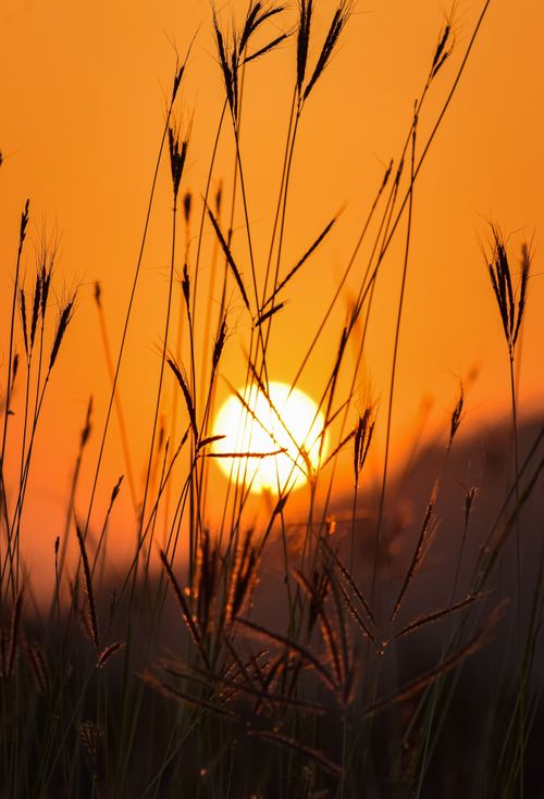 Free A picturesque sunrise with sun rays filtering through tall grass blades, casting warm tones. Stock Photo