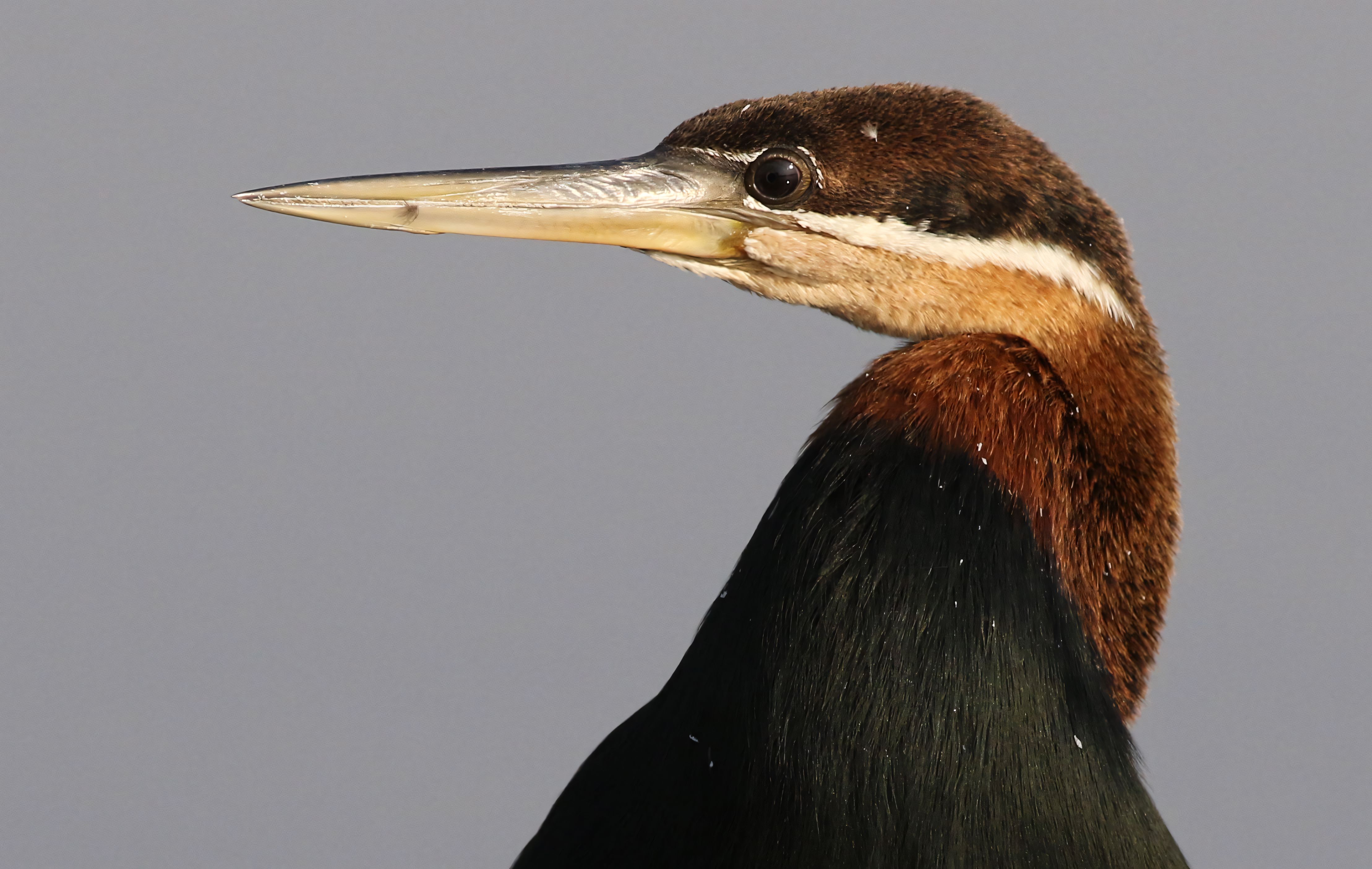 Close-up of an African Darter in Profile · Free Stock Photo