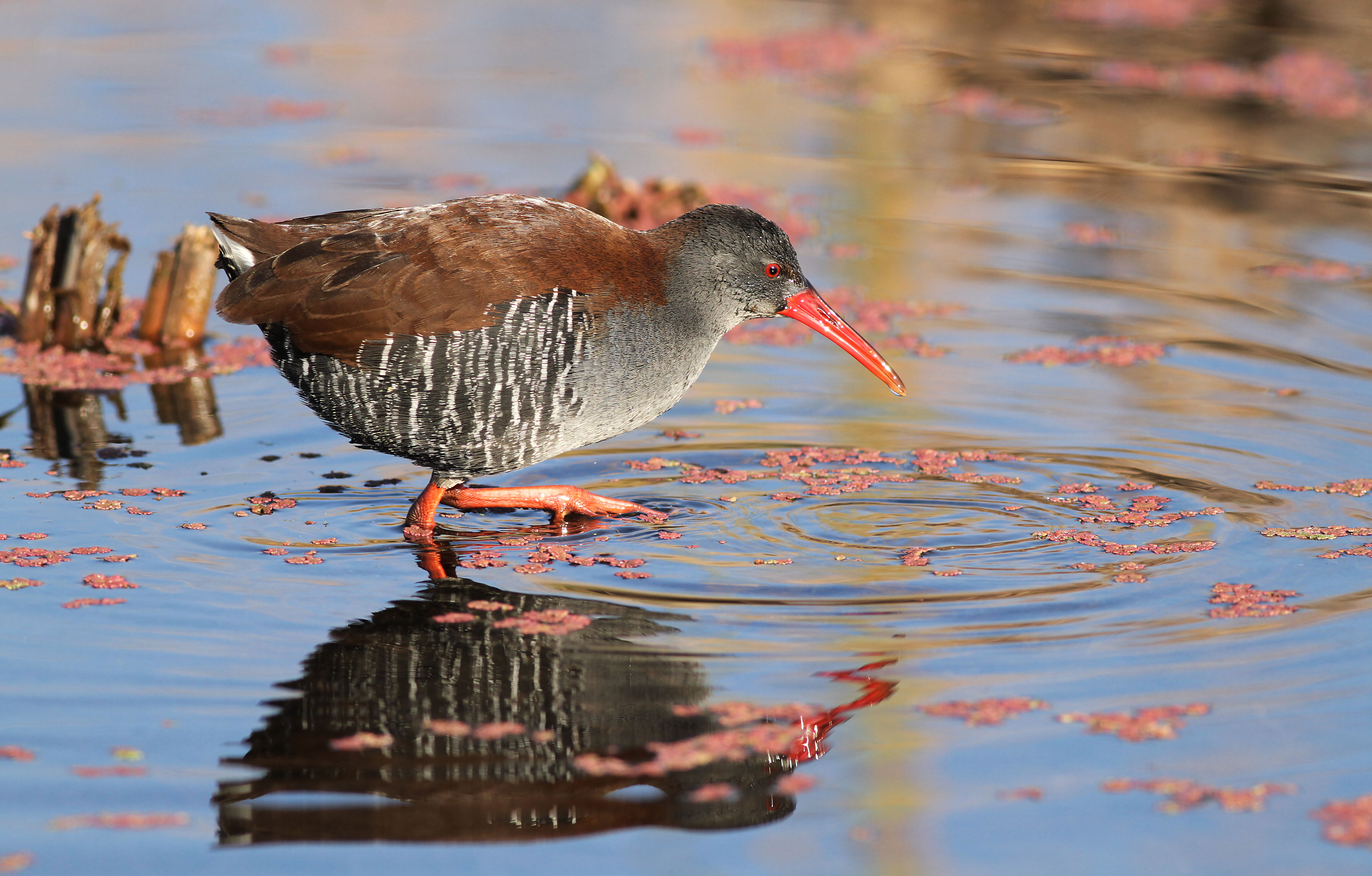 African Rail in Wetland Habitat · Free Stock Photo