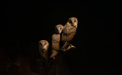Brown Owls on A Tree Branch