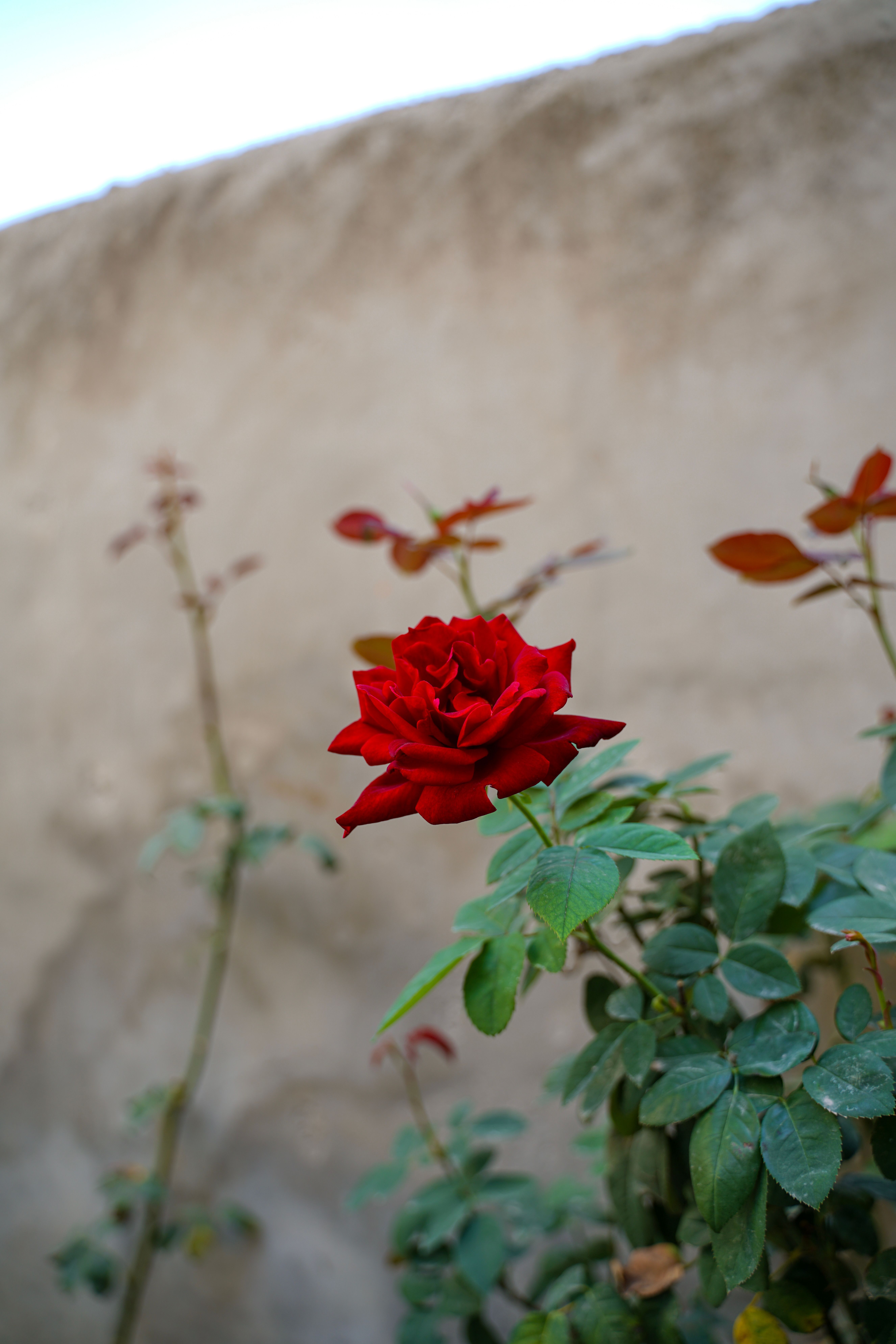 Vibrant Red Rose Blooming Against Rustic Wall · Free Stock Photo