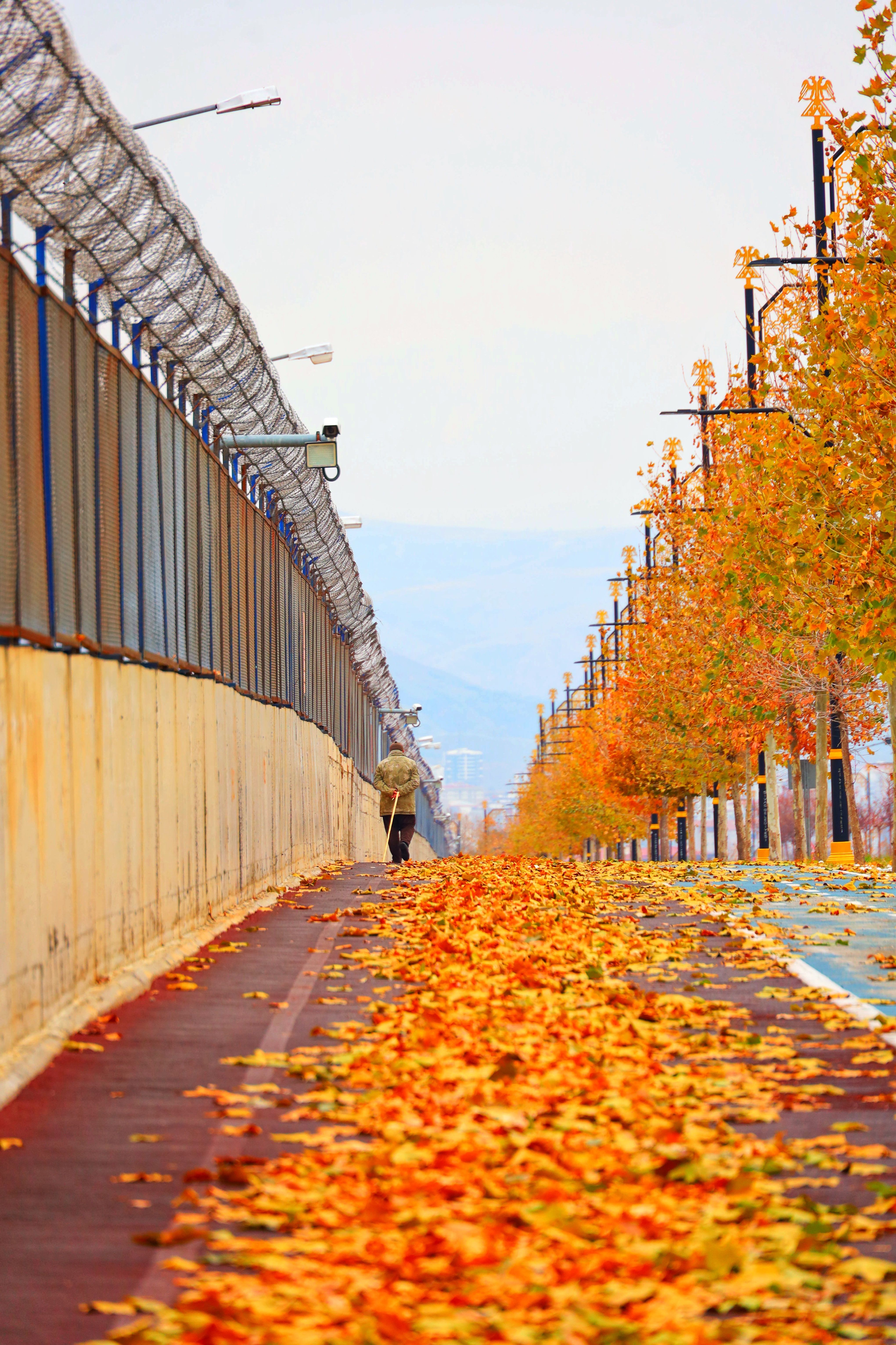 Autumn Walkway with Vibrant Orange Leaves · Free Stock Photo