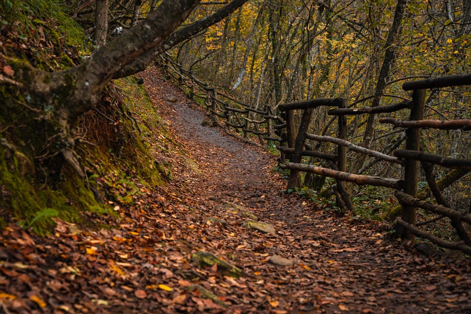 Potecă prin pădure