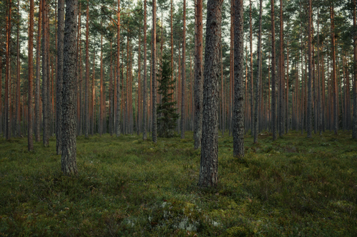 Free Tranquil view of a dense pine forest showcasing tall trees and verdant ground cover. Stock Photo