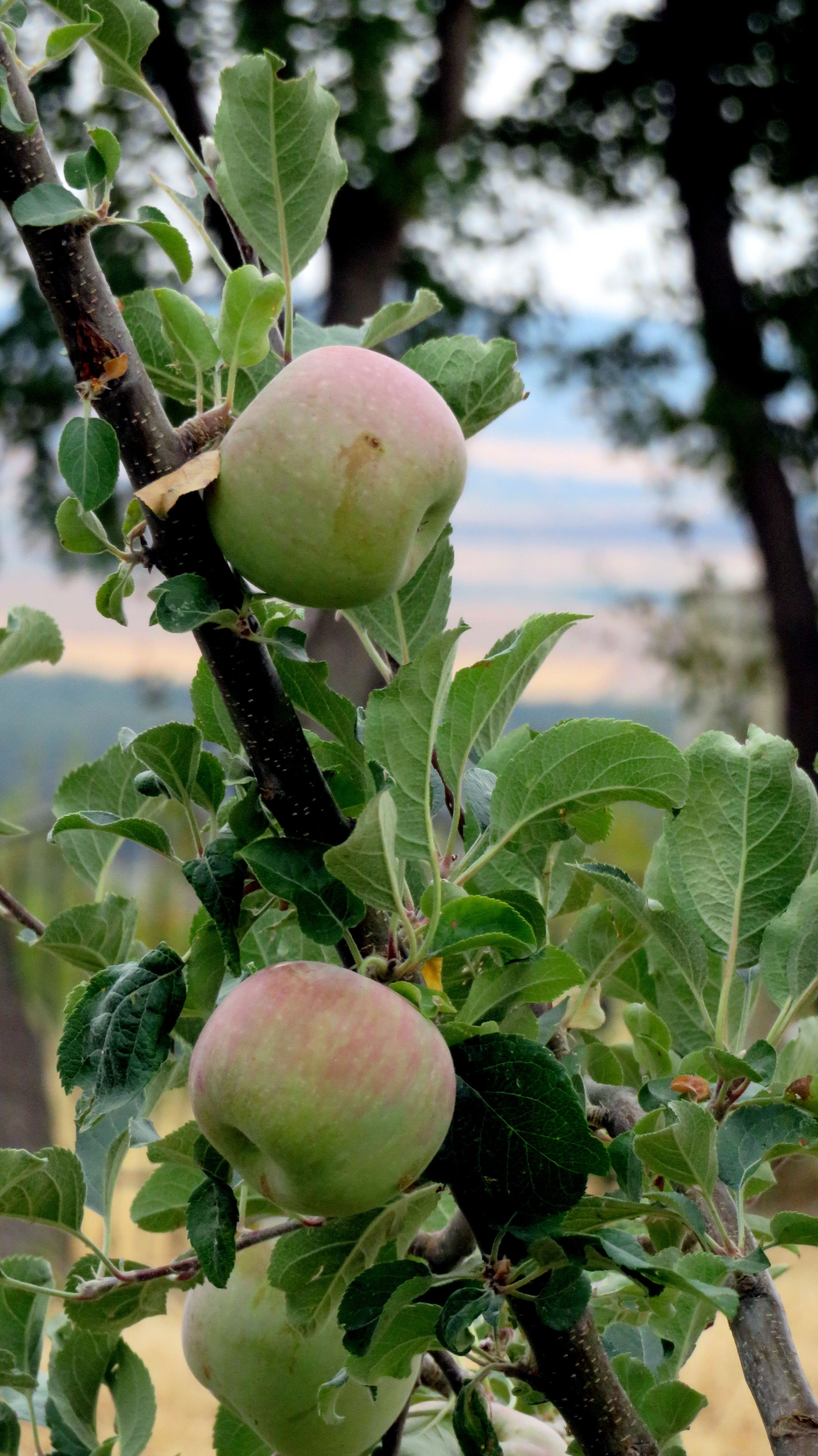 Close-up of Green Apples on a Tree Branch · Free Stock Photo