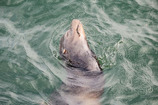 A sea lion swims gracefully in the vibrant ocean, head above water, showcasing natural behavior.