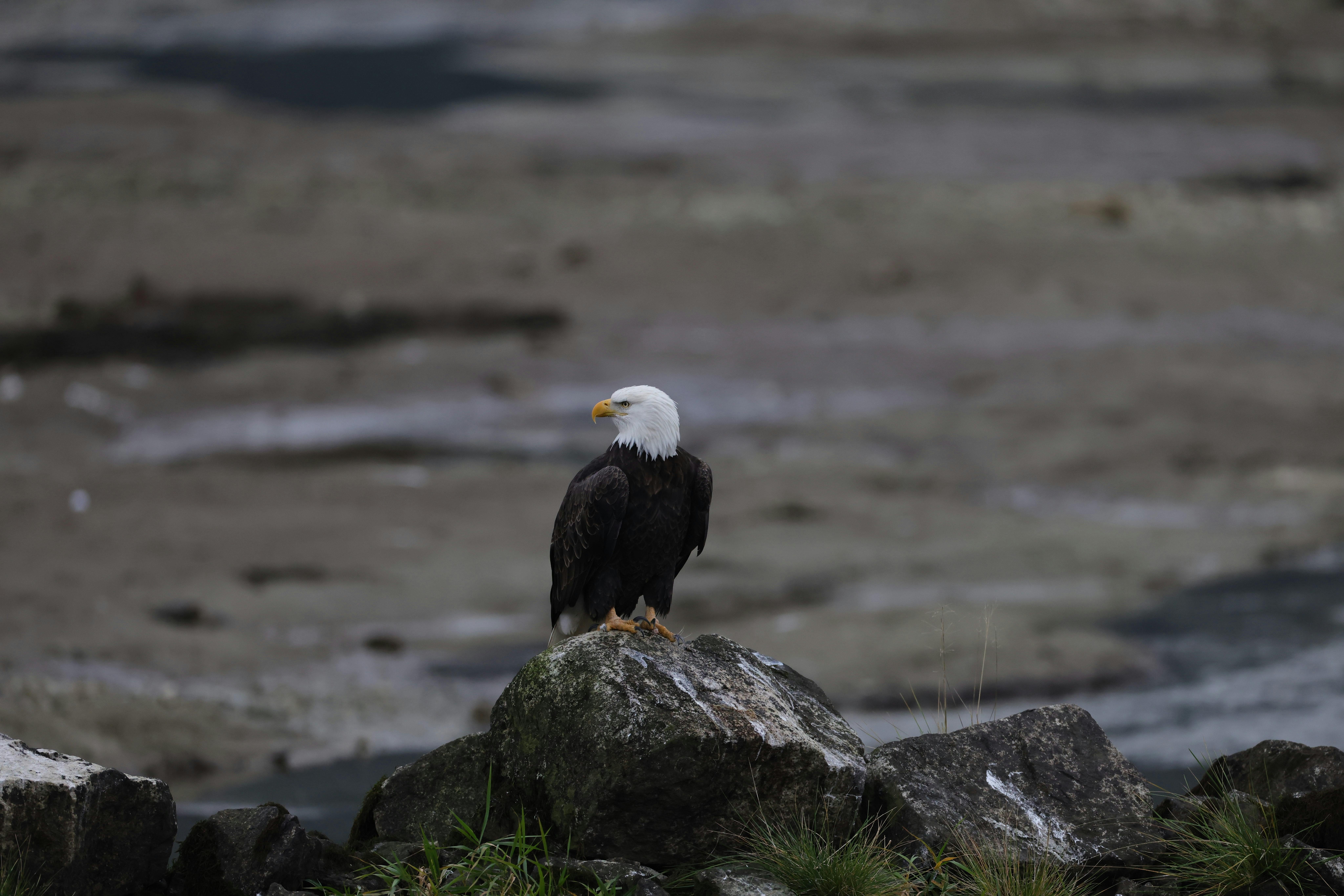 佘詩曼專訪：事業高峰再攀登，享受自由自在生活
