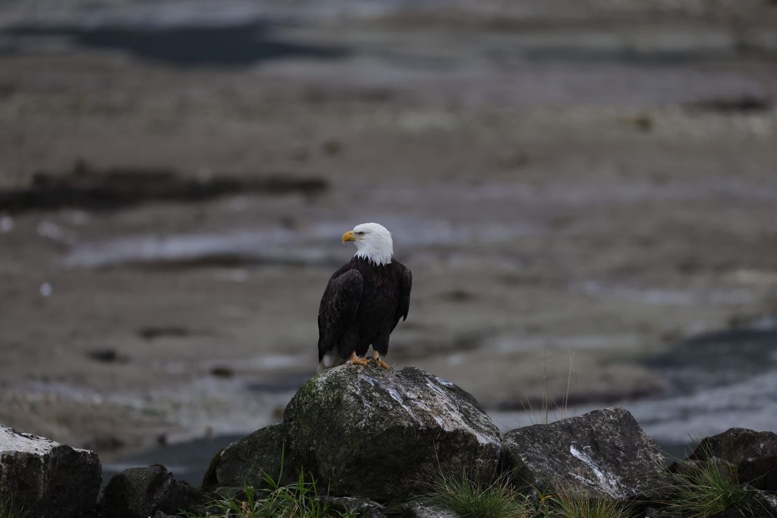 Bald Eagle Perched on Rock in Natural Habitat · Free Stock Photo