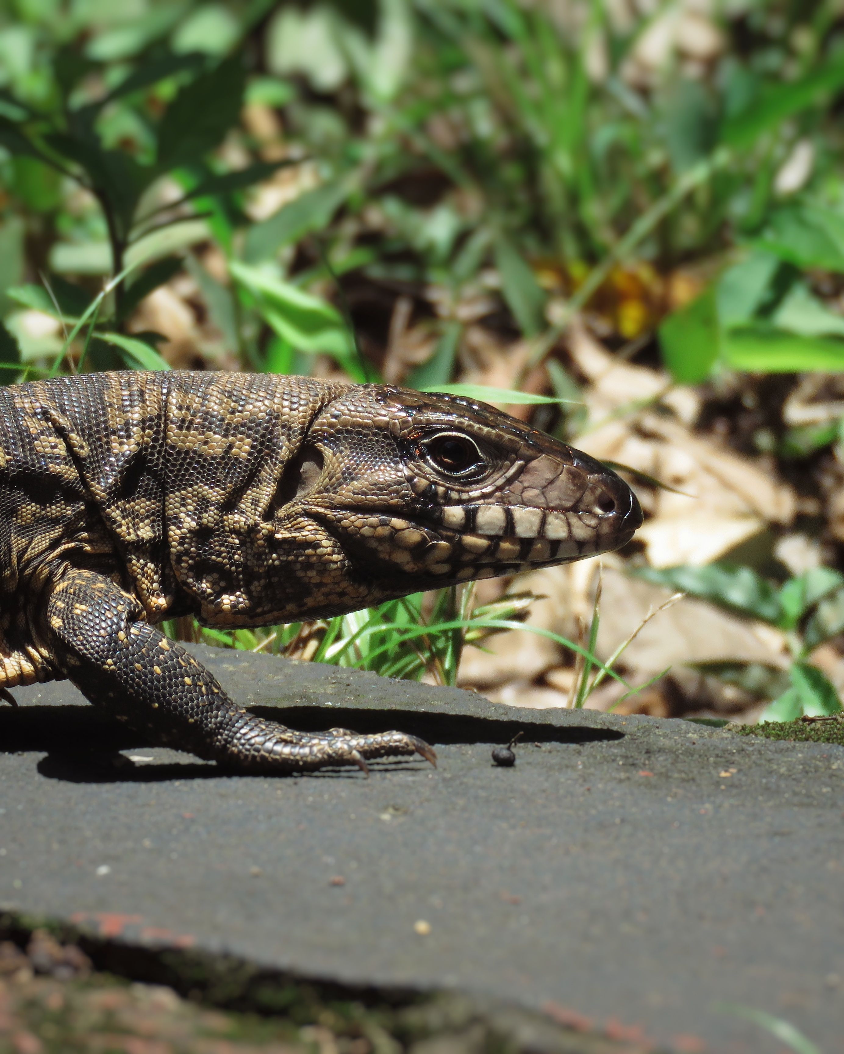 A detailed view of a lizard basking on a stone in Misiones, Argentina's lush nature.