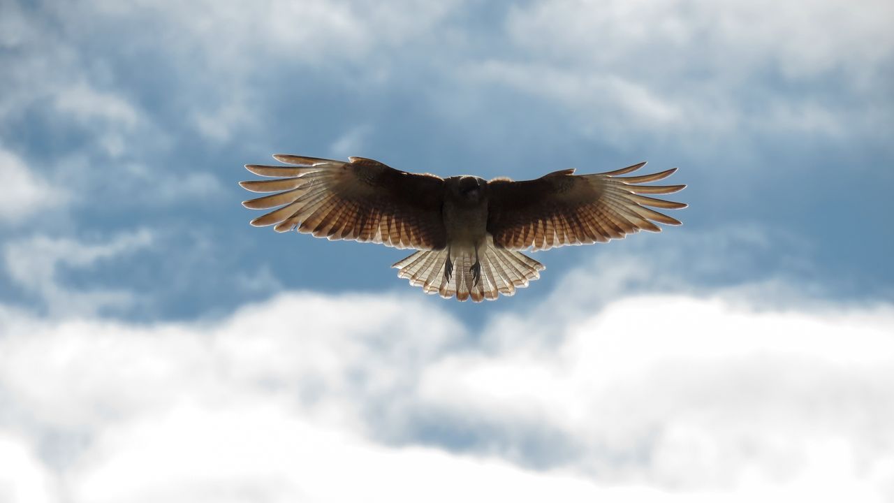 a stunning shot of a raptor soaring gracefully against a blue sky with