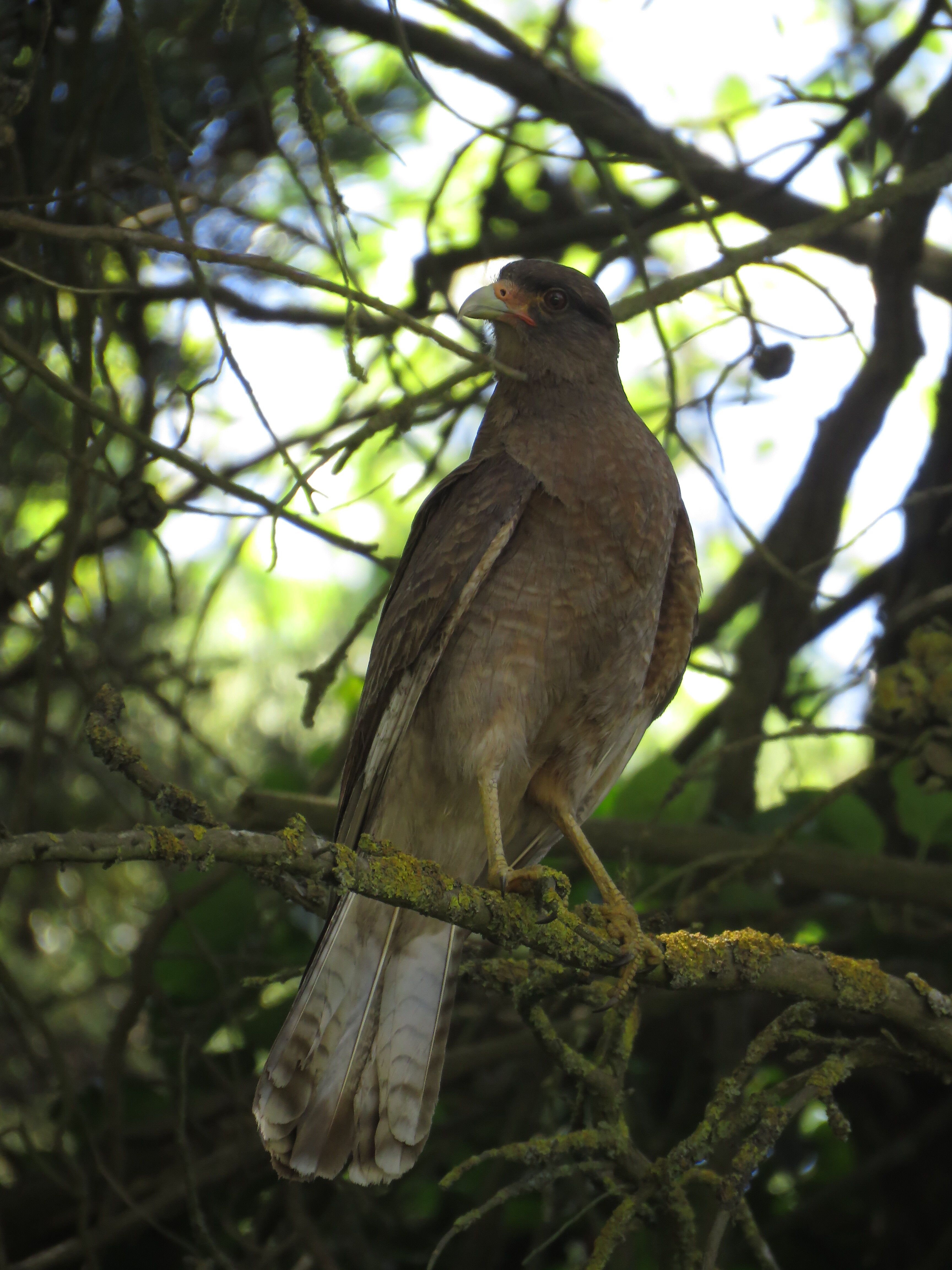 Raptor Perched in Mar Chiquita Forest · Free Stock Photo