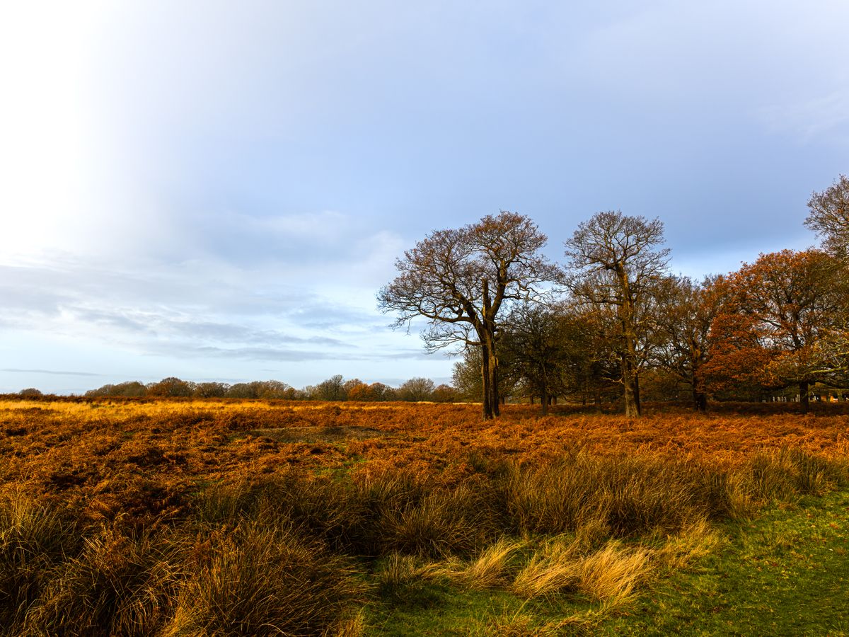 4 Day The Wild Woman With Horses Retreat in the UK 2