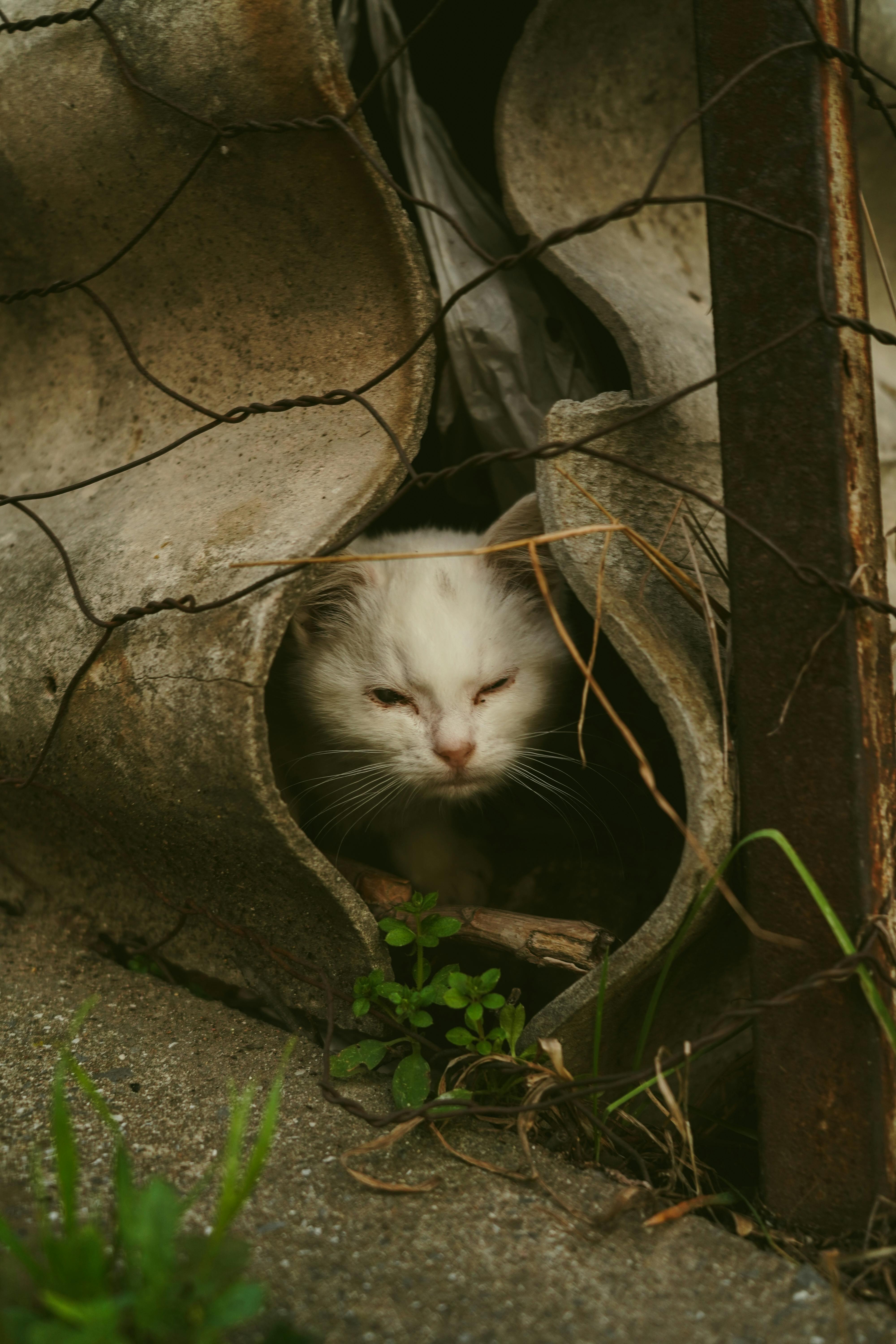 무료 소박한 요소들로 둘러싸인 깨진 파이프 사이로 흰 고양이가 엿보인다. 스톡 사진