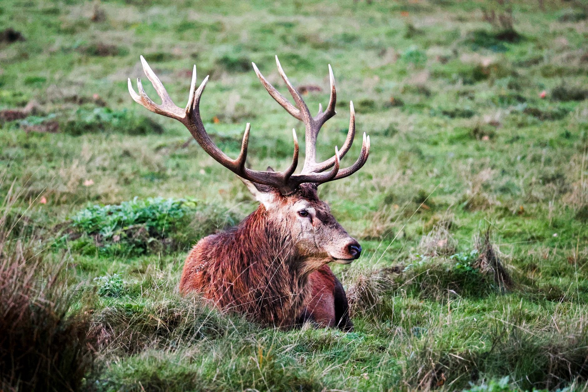 Richmond Park'ta bir kızıl geyik