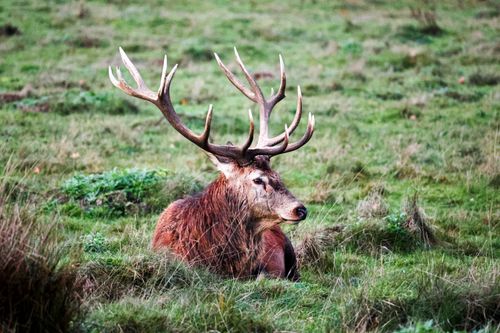 Free A majestic red deer with impressive antlers rests serenely in the grass at Richmond Park, England. Stock Photo