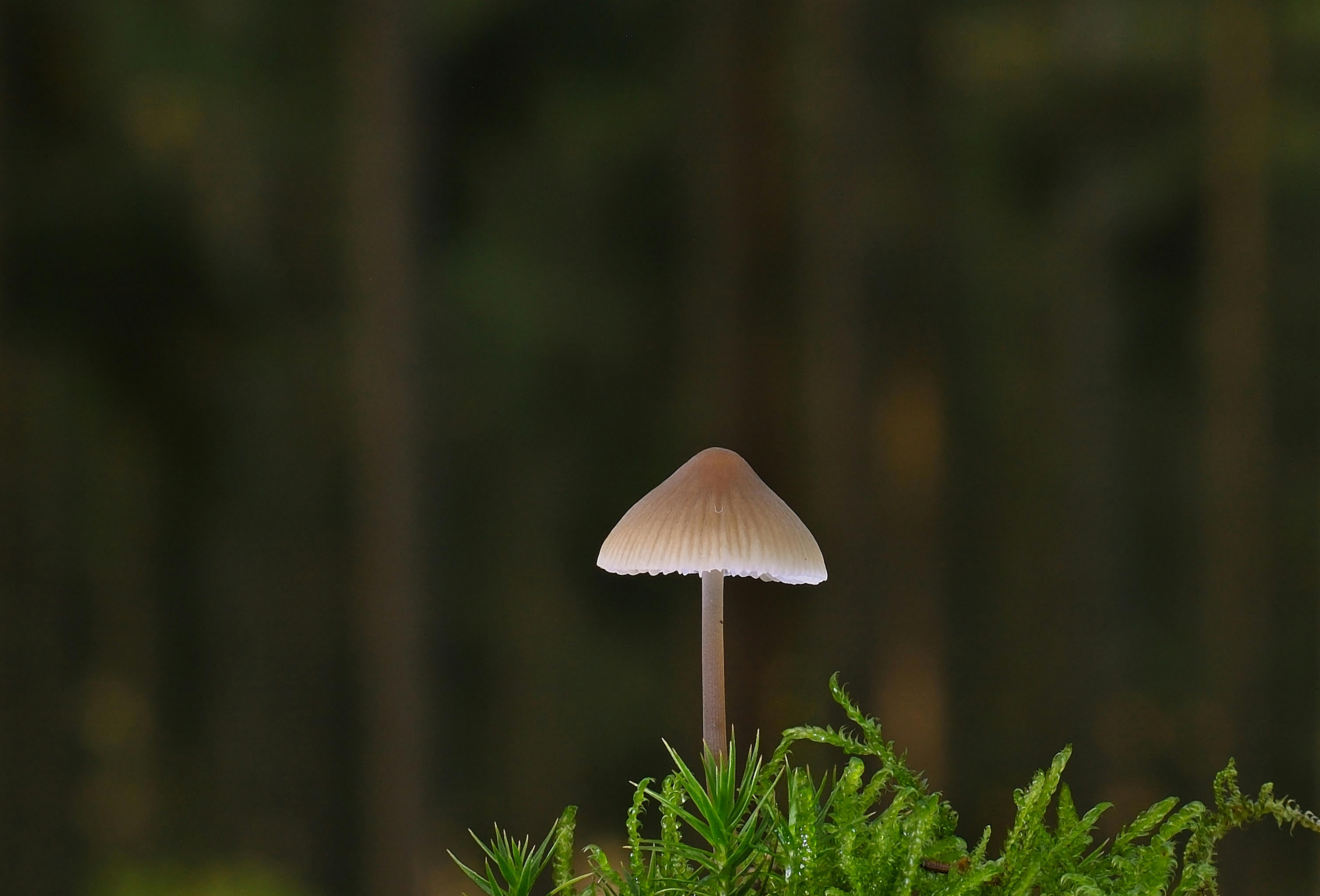 Boost Your Academic Performance with Emotional Intelligence