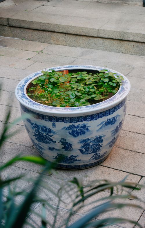 Free Blue and white ceramic pot with lush greenery, captured outdoors on stone steps. Stock Photo