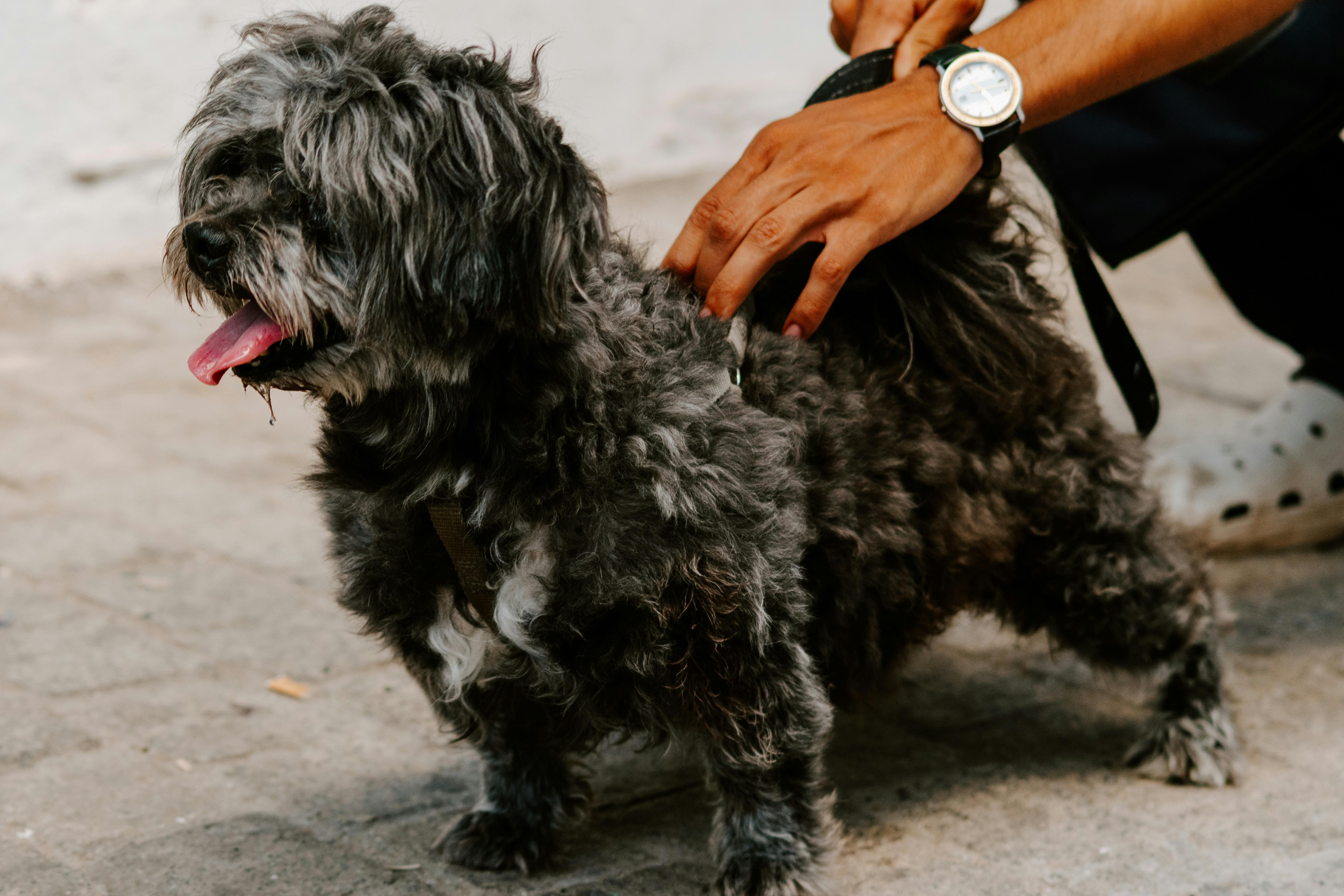 Συχνές Ασθένειες στο Affenpinscher: Πρόληψη & Συμπτώματα