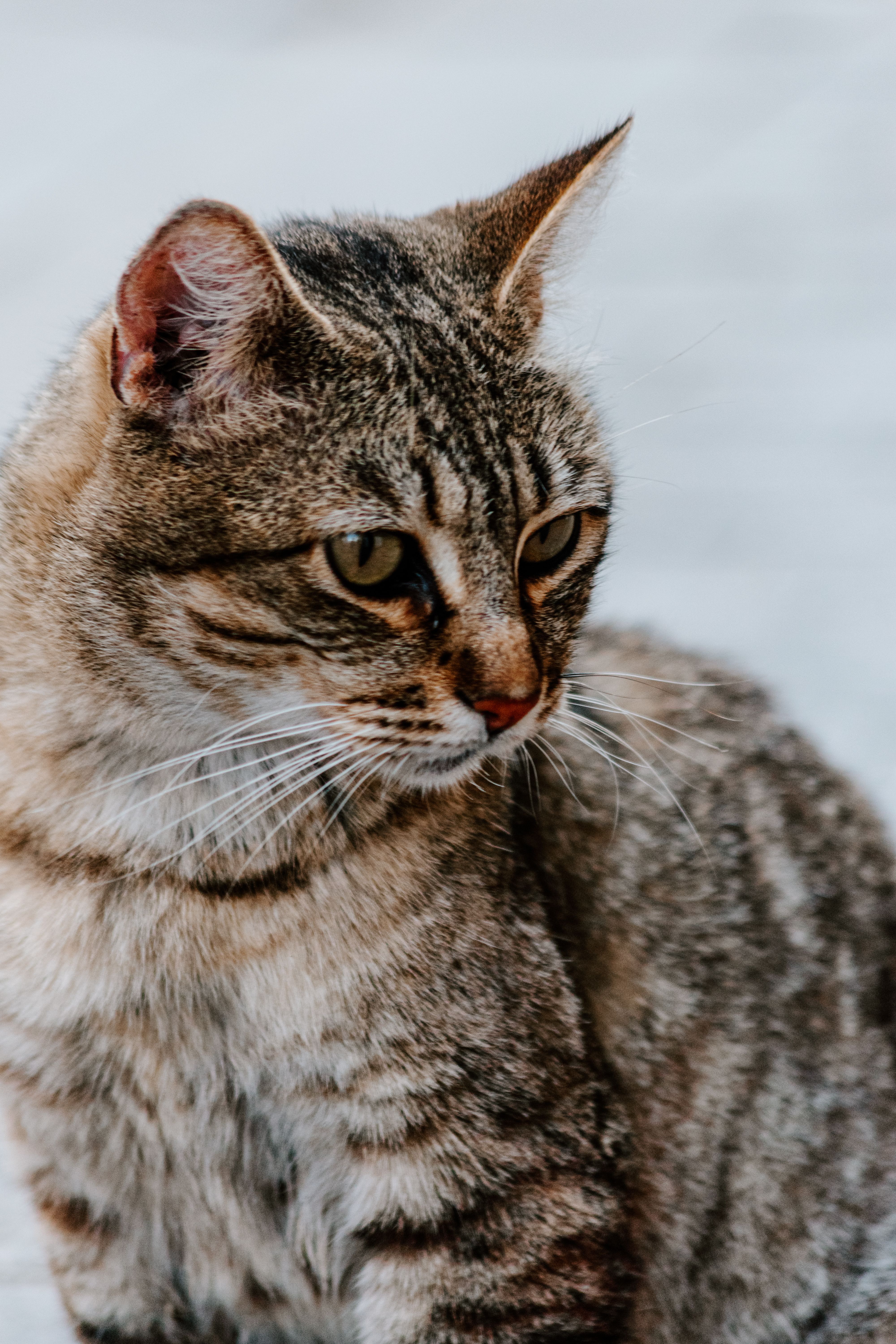 Close-up Portrait of a Tabby Cat Outdoors · Free Stock Photo
