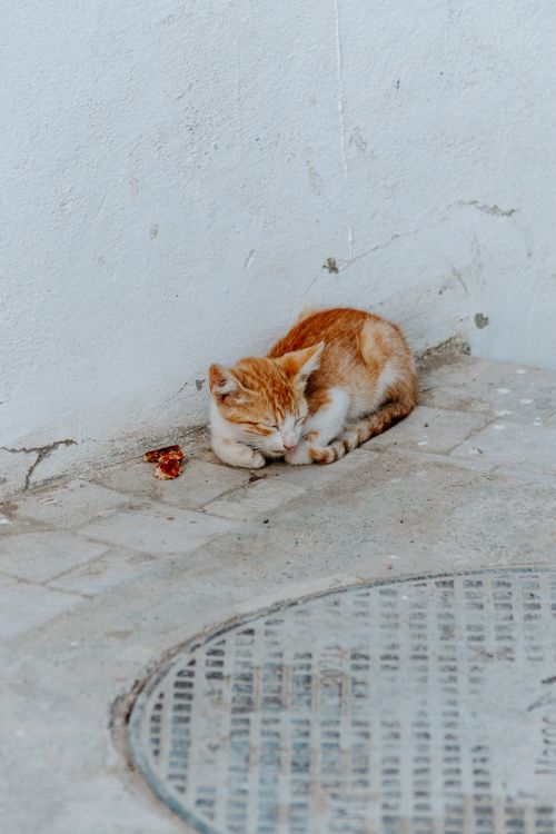 Free A small ginger cat sleeping on a pavement in the streets of Rabat, Morocco. Stock Photo