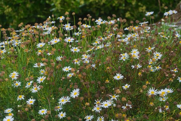 A lush field of white and yellow wildflowers in full bloom, capturing nature's beauty
