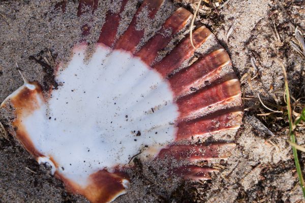 Coquille Saint-Jacques rouge et blanche à demi enfouie dans le sable