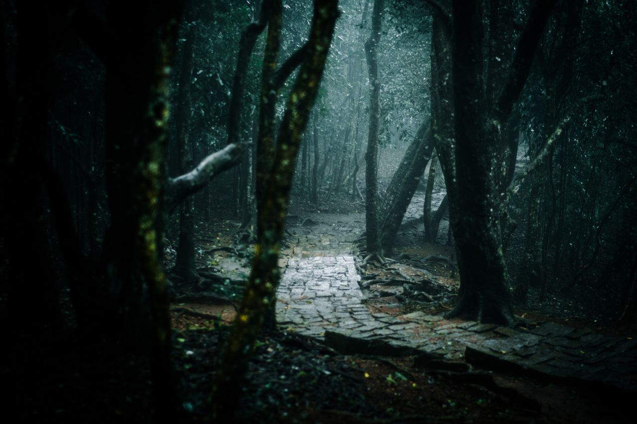 a serene and moody forest pathway leading through dense woodlands capt