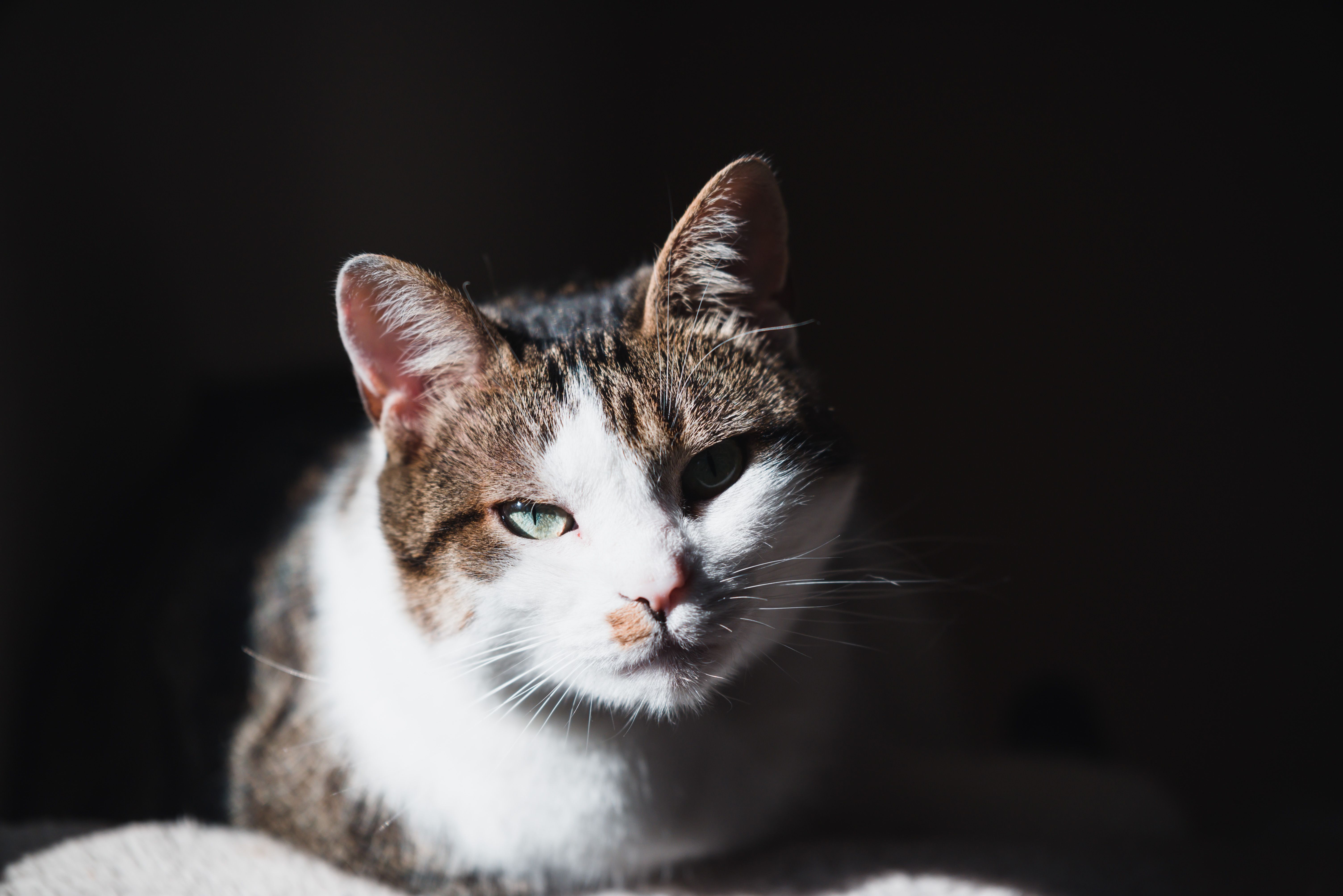 Cat in comfortable home environment with natural lighting—good custom portrait reference