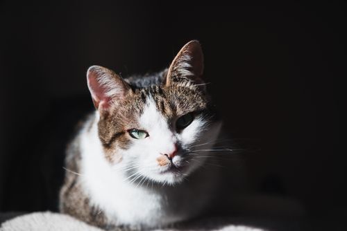 Free Close-up of a tabby cat with dramatic lighting highlighting its features. Perfect for pet lovers. Stock Photo