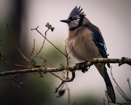 Elegant blue jay perched on a branch amidst nature, showcasing vibrant feathers.