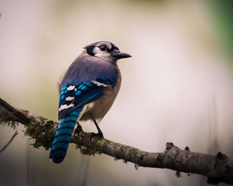 A vibrant blue jay sits on a mossy branch against a soft background.