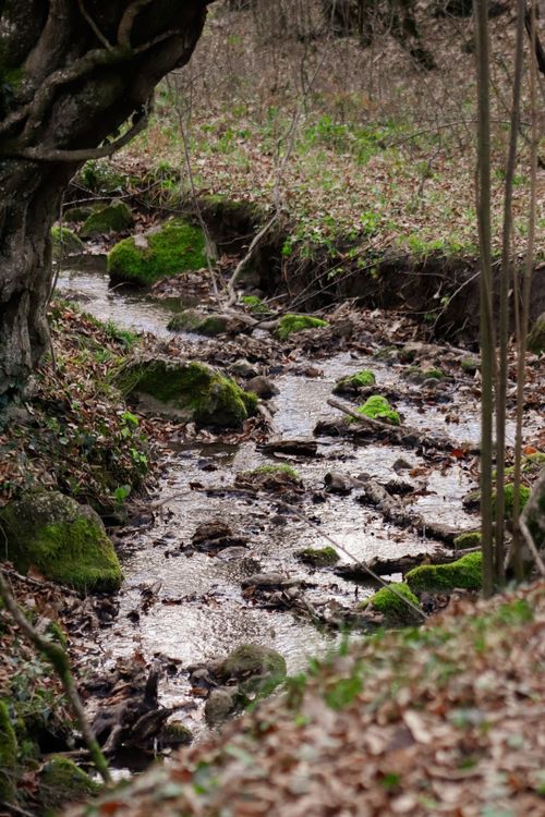 Free Moss-covered rocks and a gentle stream in a tranquil forest setting, evoking peace and nature's beauty. Stock Photo