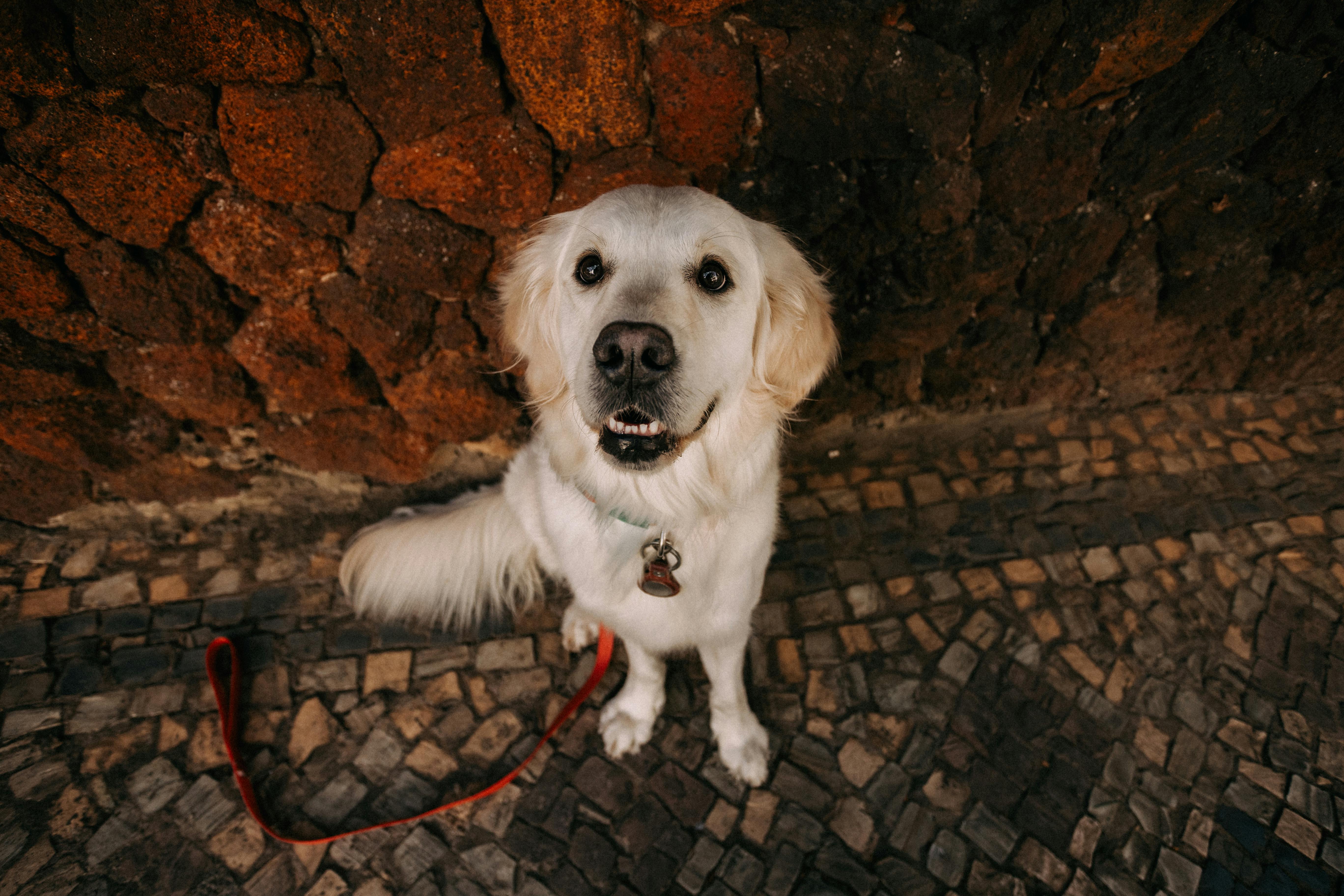 pet care, pet health, pet safety, pet grooming — Photo by Helena Lopes on Pexels