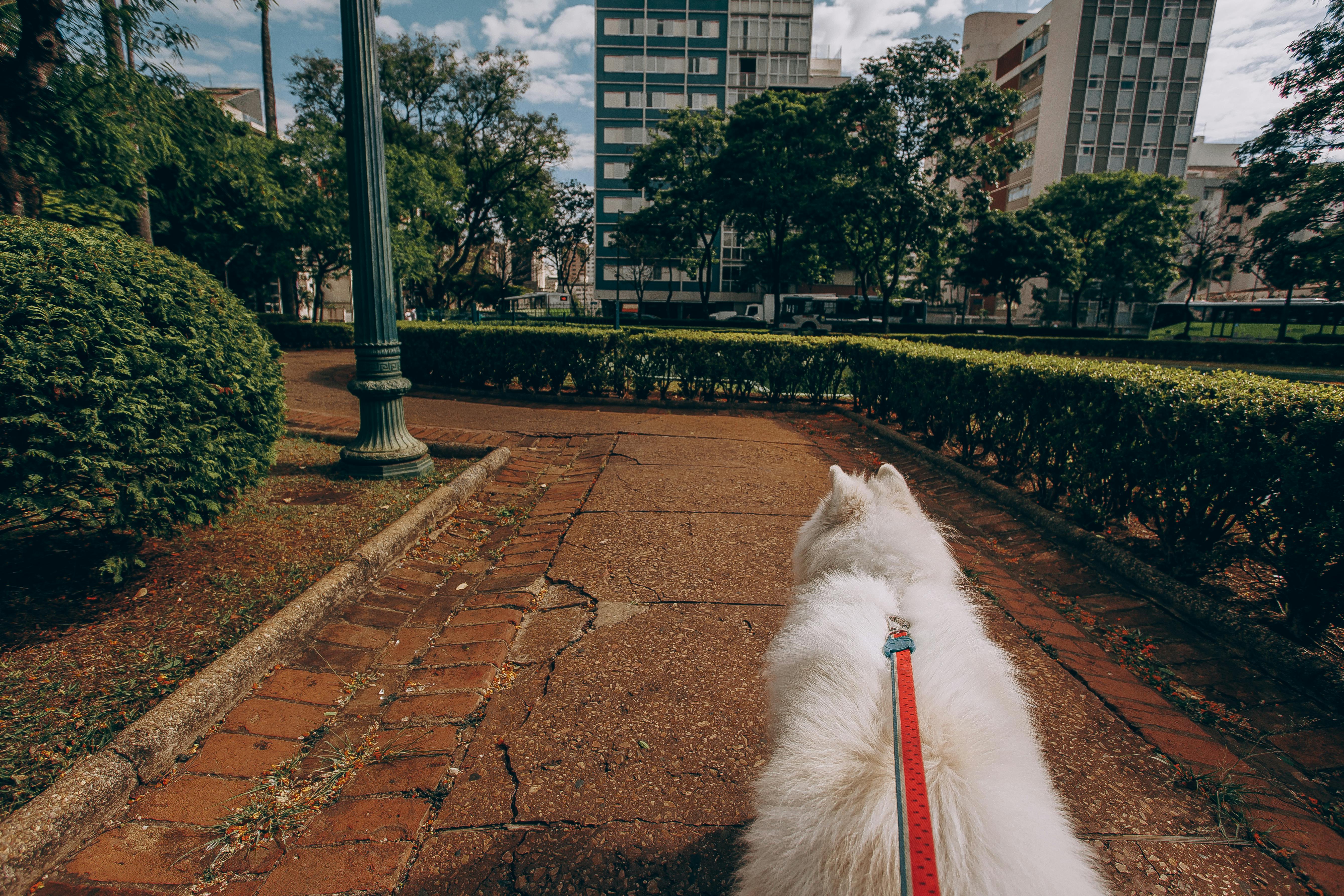 Pes se zdráhá jít stejnou cestou jako včera. Důvod může být nečekaný.