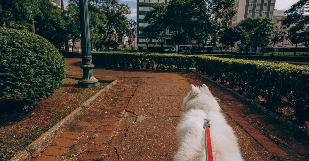 A fluffy white dog on a leash walking through an urban park with buildings and trees.