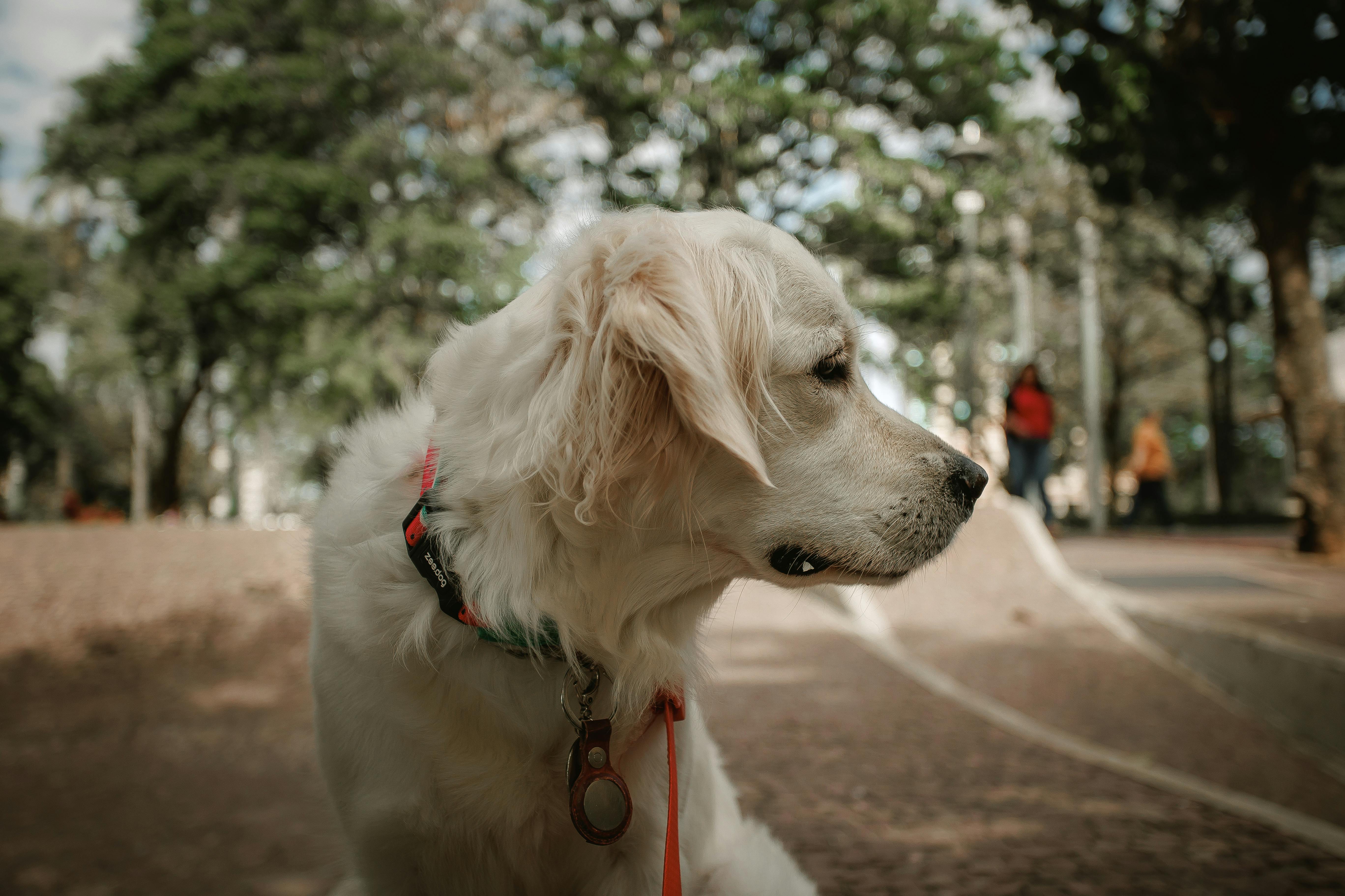 Golden Retriever dog in a park, looking peaceful and serene. Perfect for pet and outdoor themes.