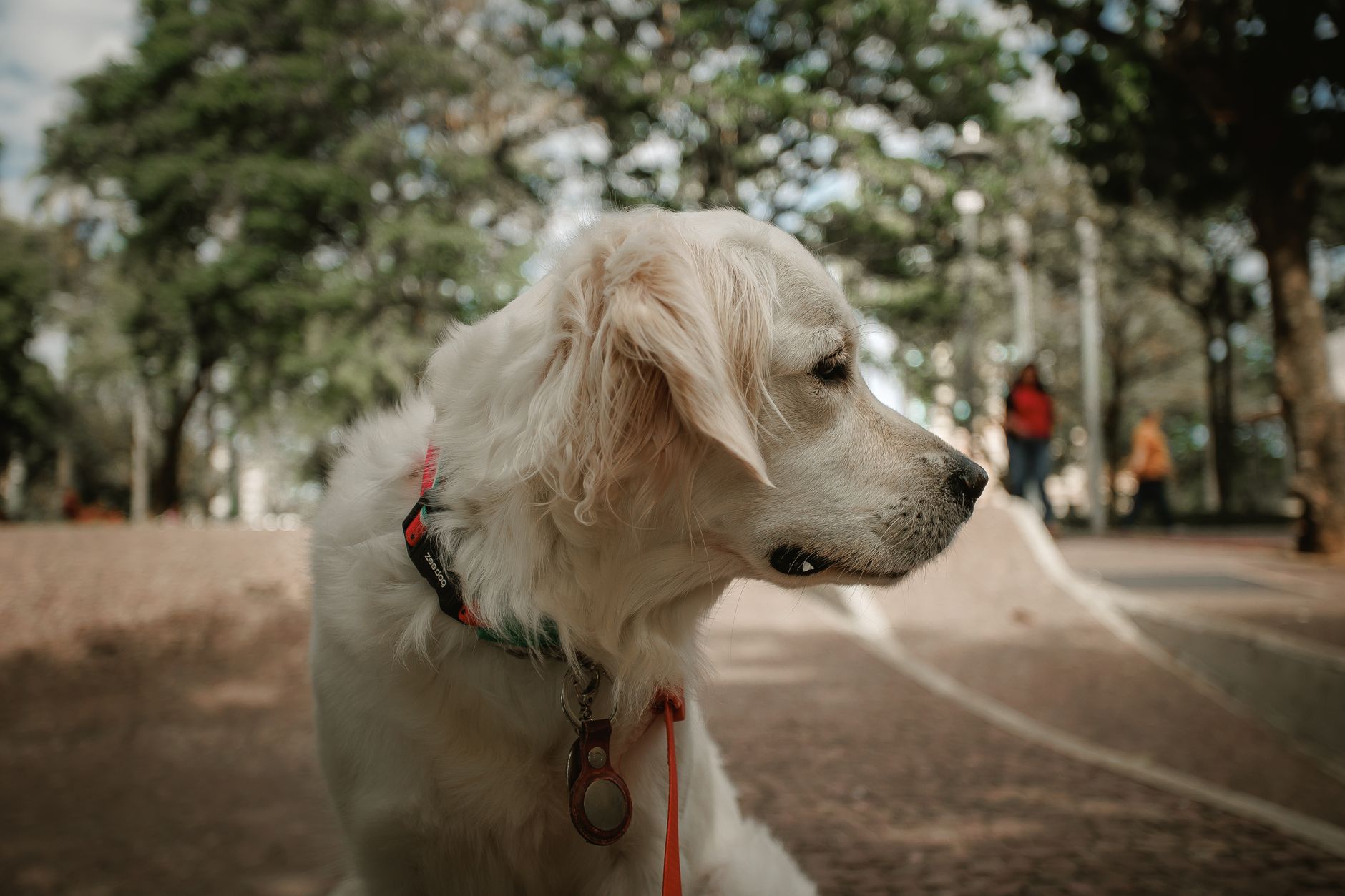 Der Hund