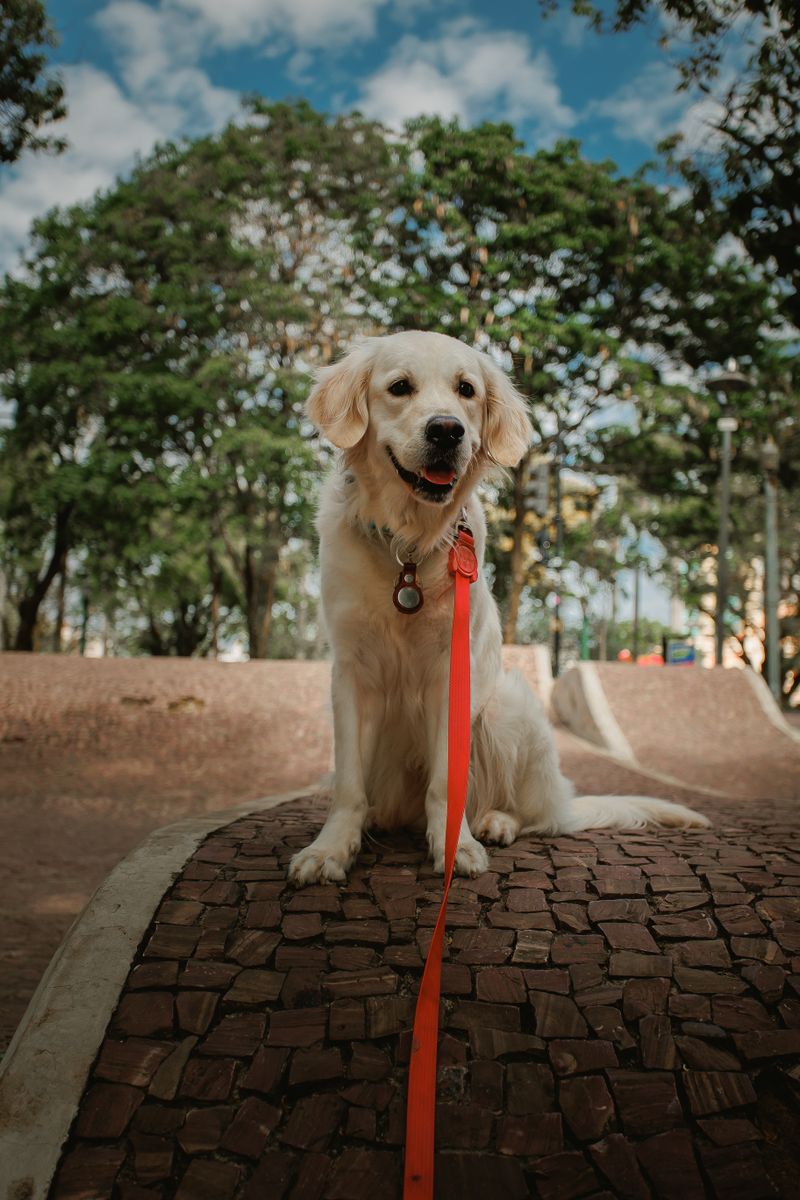 Archie - photo 1