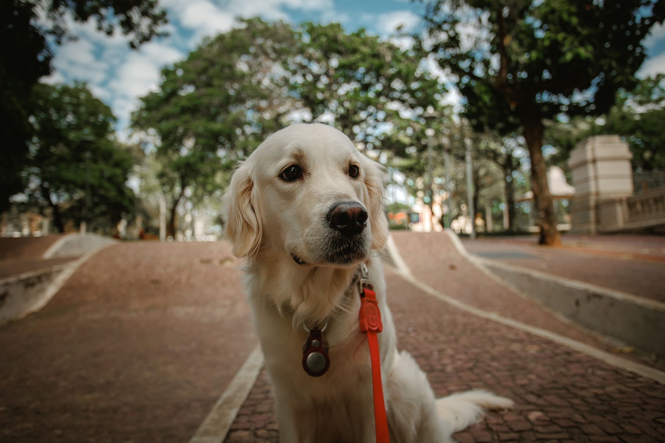 Golden retriever on a visible leash enjoying a park walk