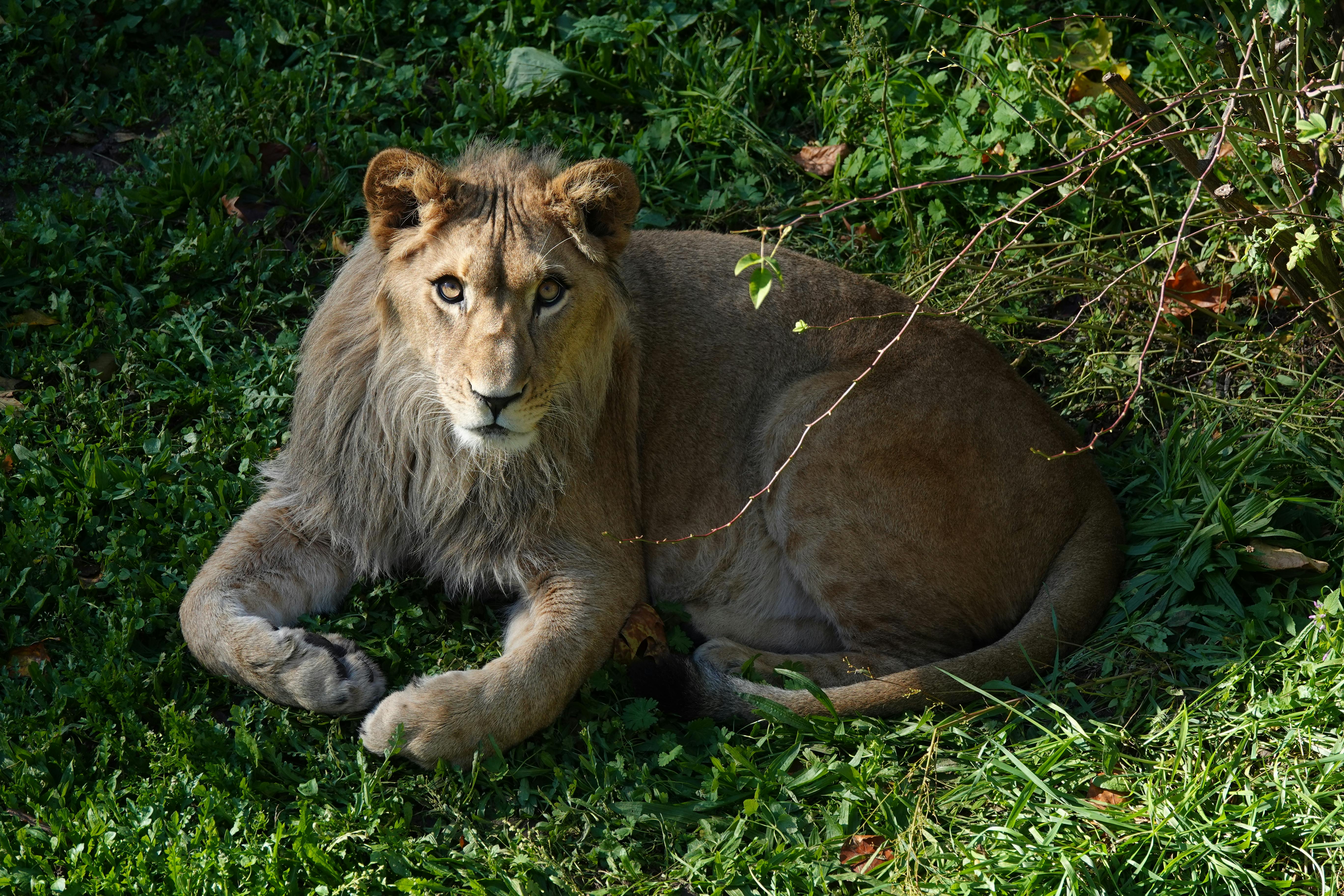 A young lion lying on lush green grass, captured outdoors in Heidelberg, Germany.