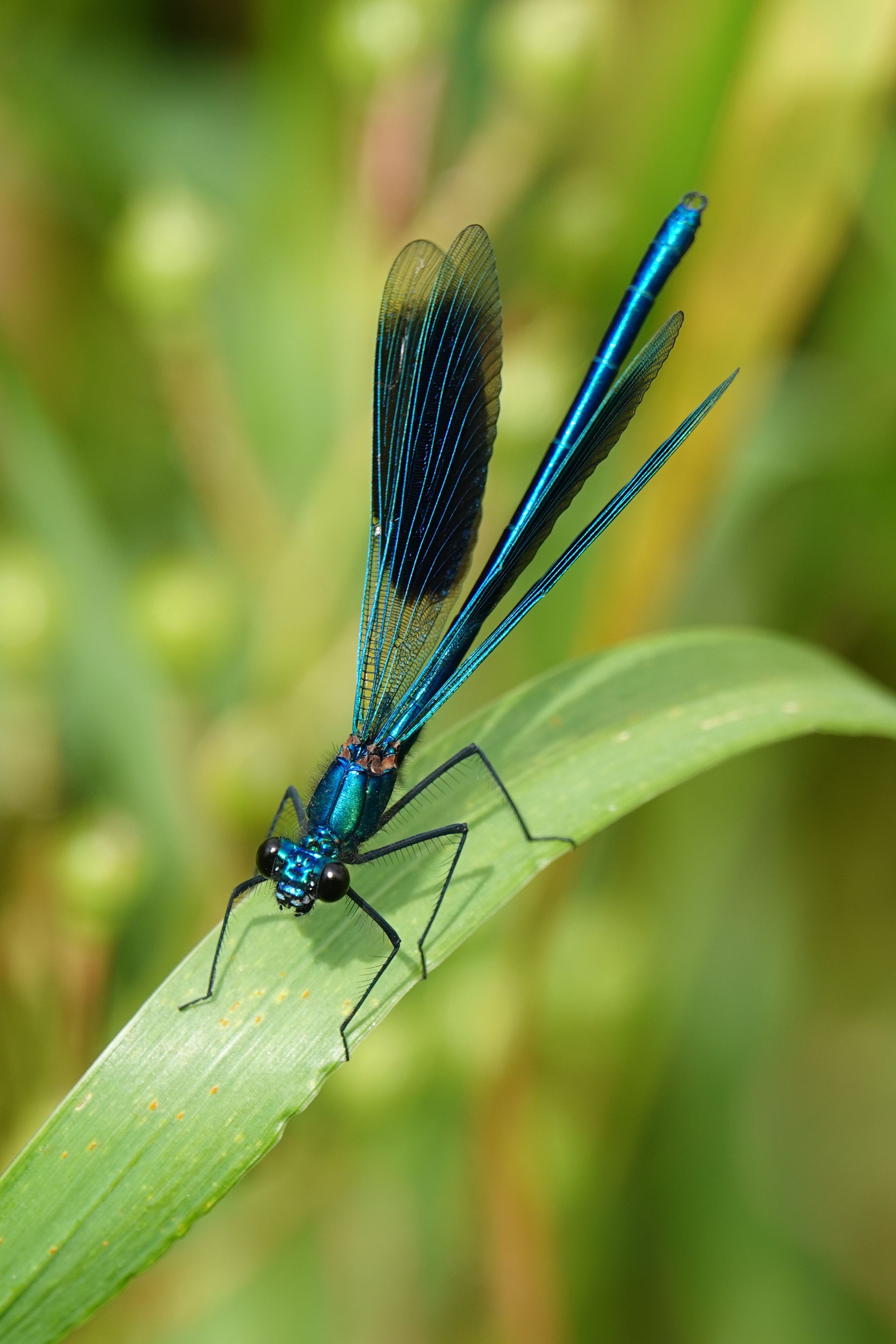 Close-up of a Blue Dragonfly on a Leaf · Free Stock Photo